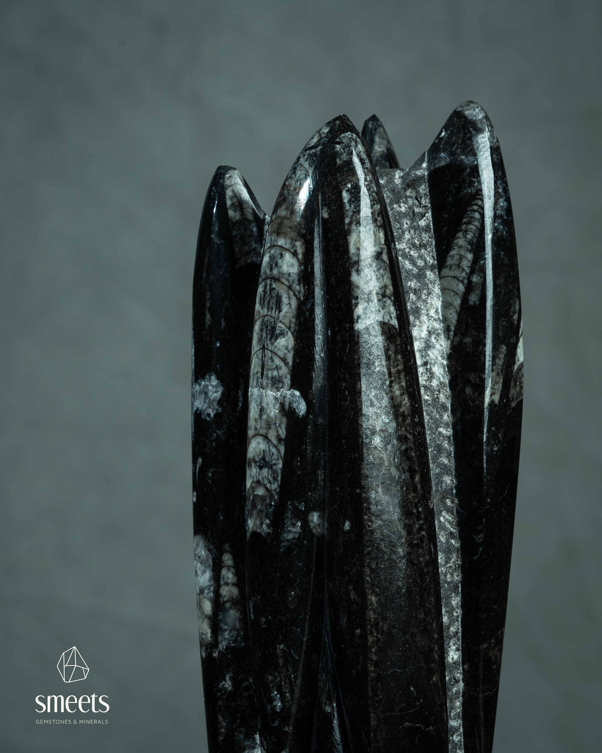 Fossils
