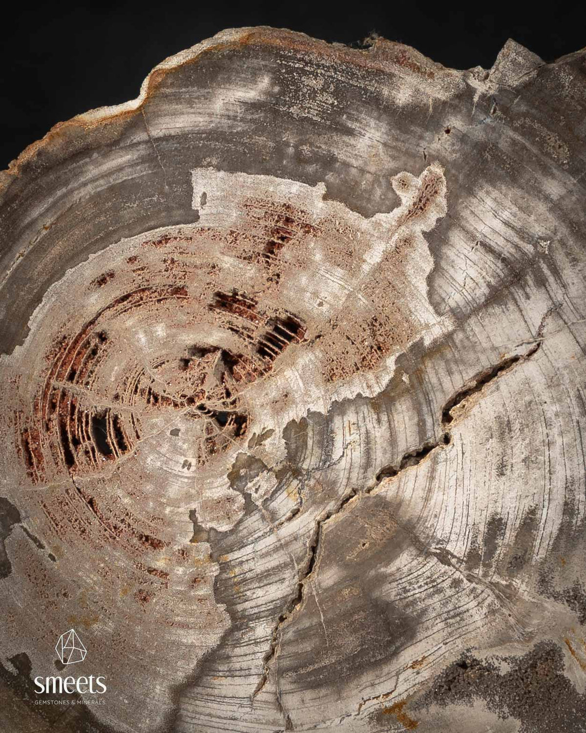 Indonesian Petrified Wood Slab with Visible Growth Rings on Stand