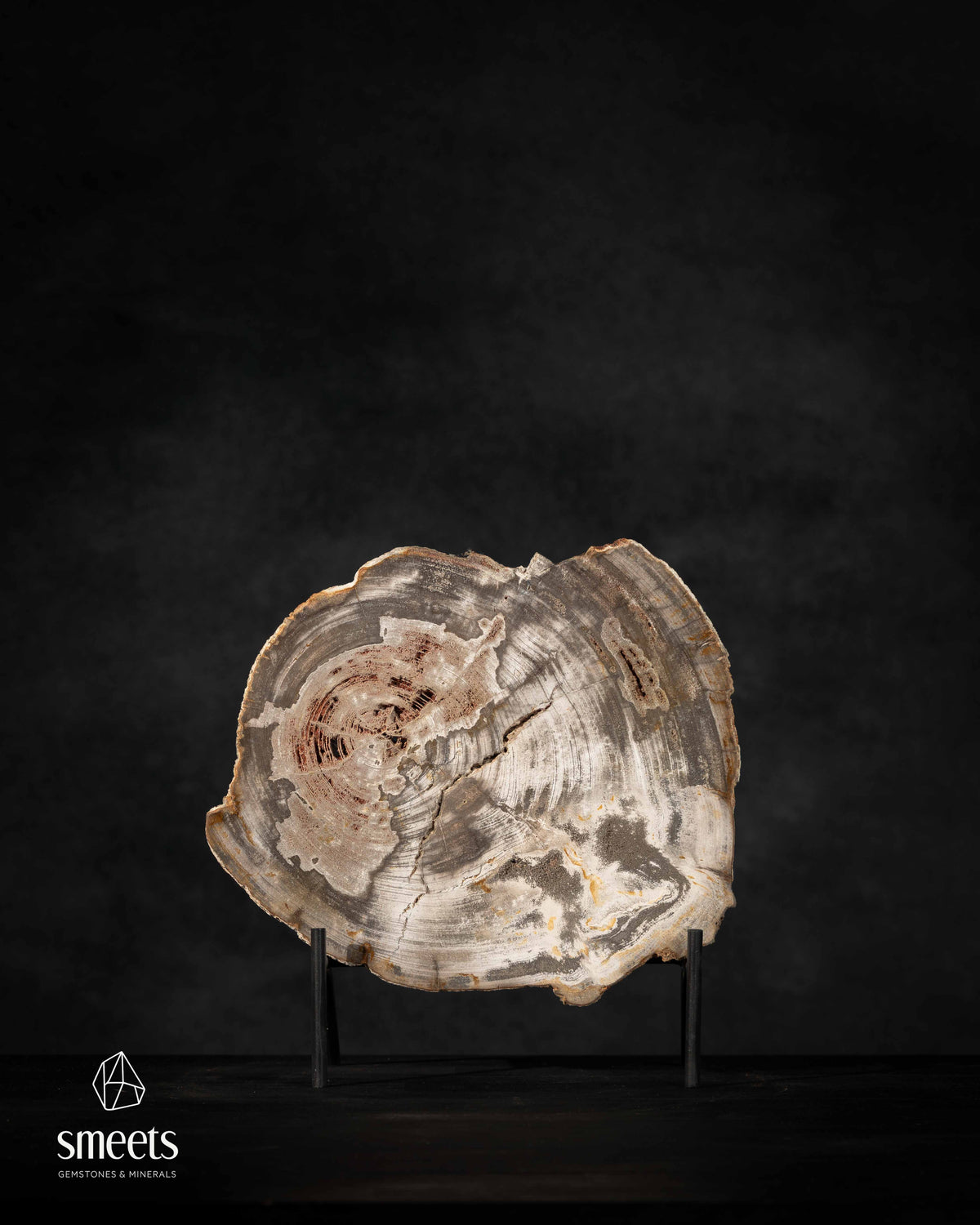 Indonesian Petrified Wood Slab with Visible Growth Rings on Stand