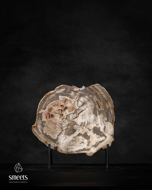 Indonesian Petrified Wood Slab with Visible Growth Rings on Stand