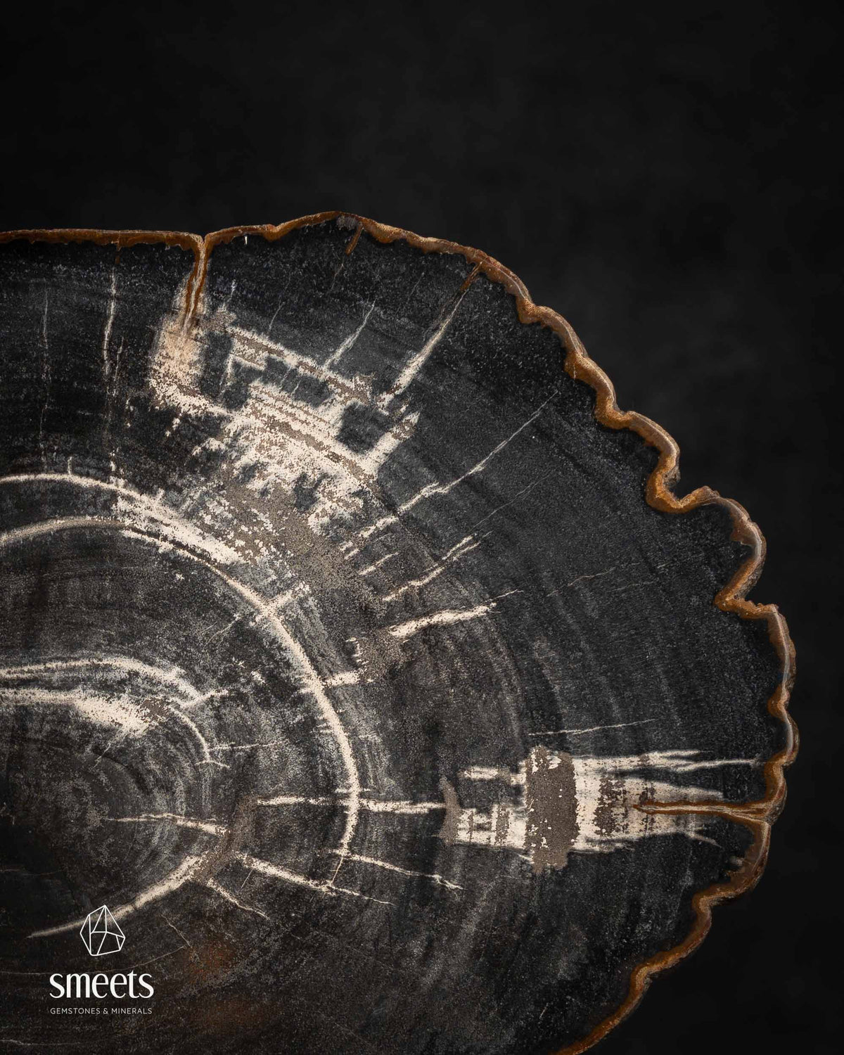 Dark Indonesian Petrified Wood Slice with Contrasting Growth Rings on Stand