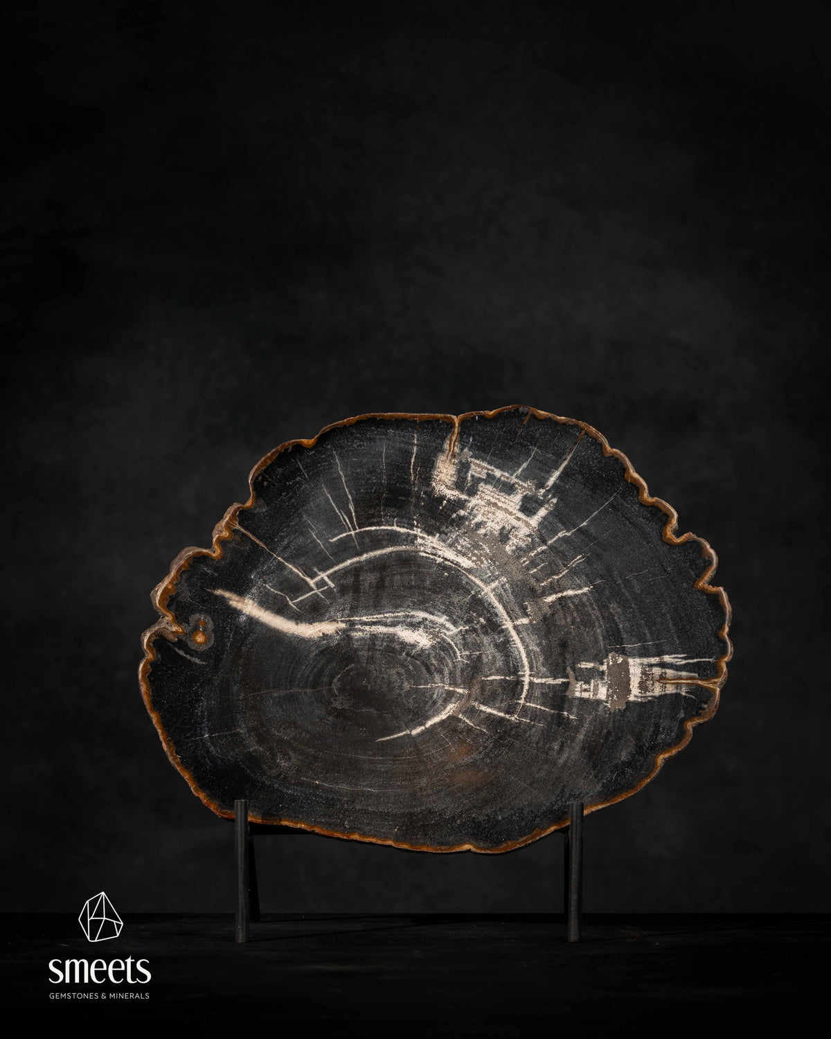 Dark Indonesian Petrified Wood Slice with Contrasting Growth Rings on Stand