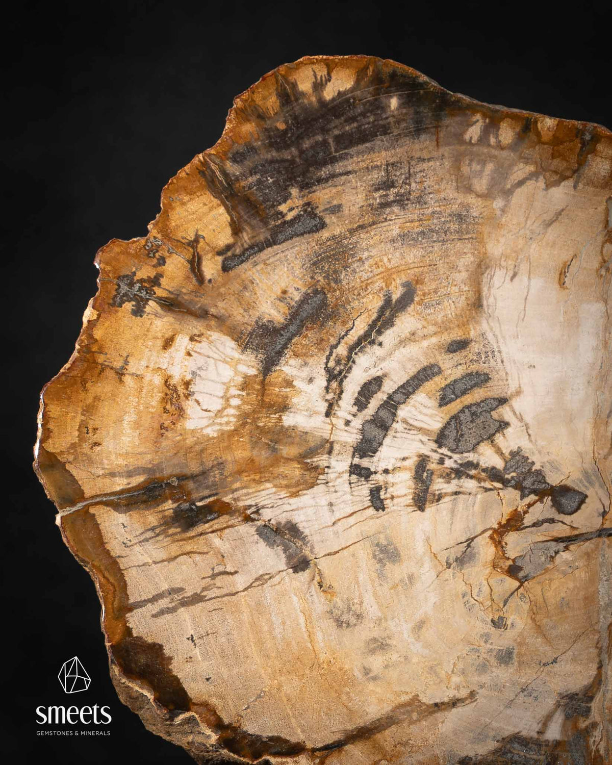 Wide Indonesian Petrified Wood Slice with Natural Growth Patterns on Stand