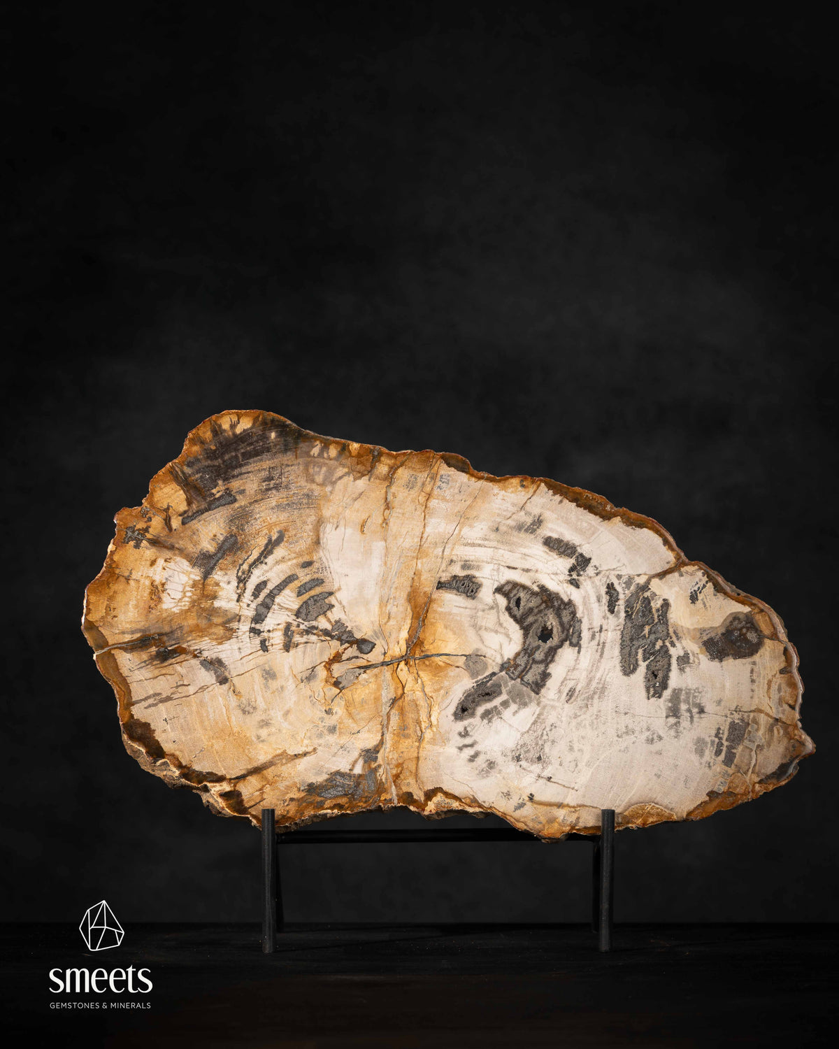 Wide Indonesian Petrified Wood Slice with Natural Growth Patterns on Stand