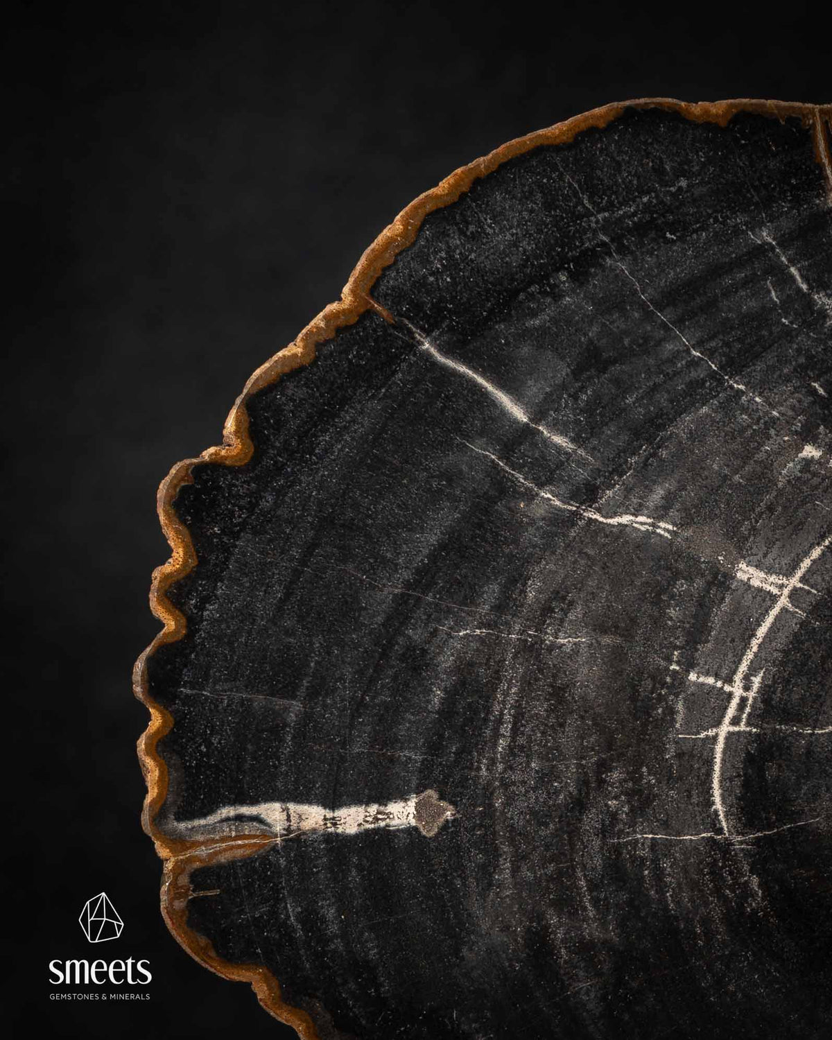 Black Indonesian Petrified Wood Slice with White Growth Rings on Stand