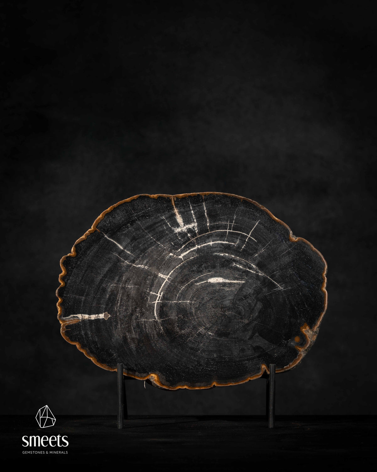 Black Indonesian Petrified Wood Slice with White Growth Rings on Stand
