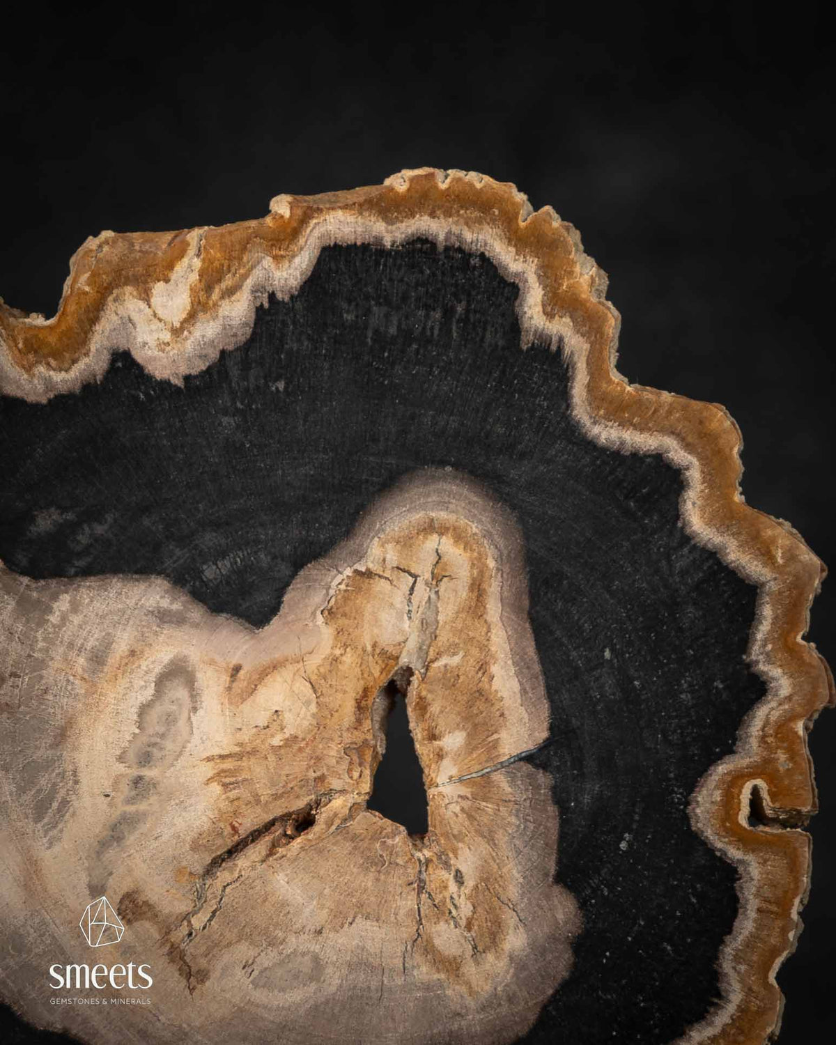 Sculptural Indonesian Petrified Wood Slice with Beautiful Raw Tree Edge on Stand