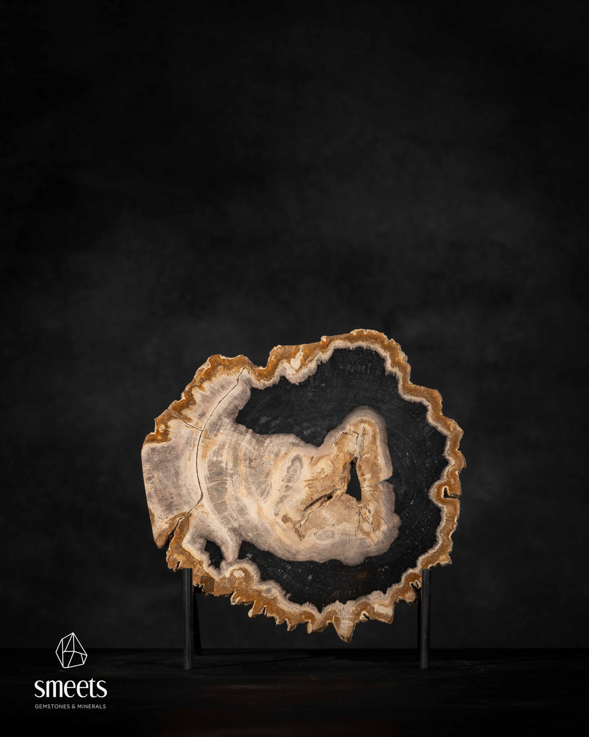 Sculptural Indonesian Petrified Wood Slice with Beautiful Raw Tree Edge on Stand