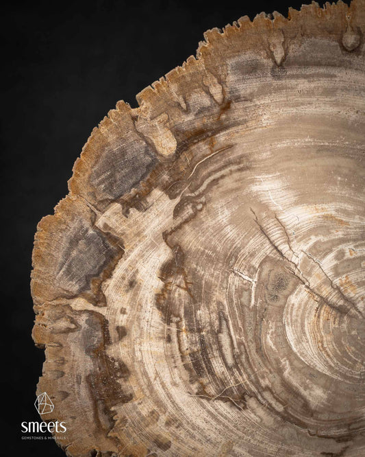 Indonesian Petrified Wood Slice with Defined Growth Rings and Raw Tree Edge