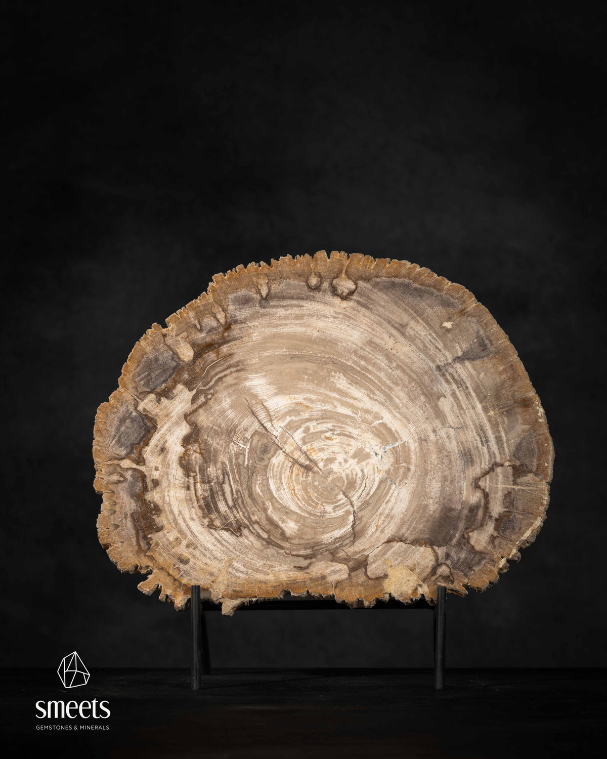 Indonesian Petrified Wood Slice with Defined Growth Rings and Raw Tree Edge