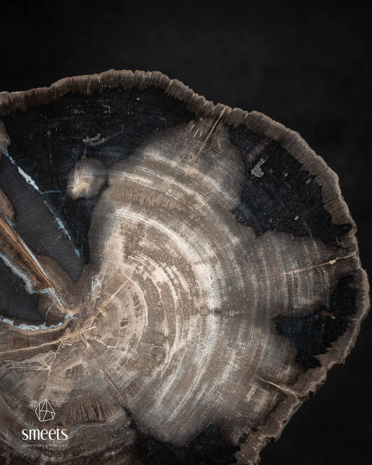 Indonesian Petrified Wood Slice with Black Mineral Patterns and Raw Edge