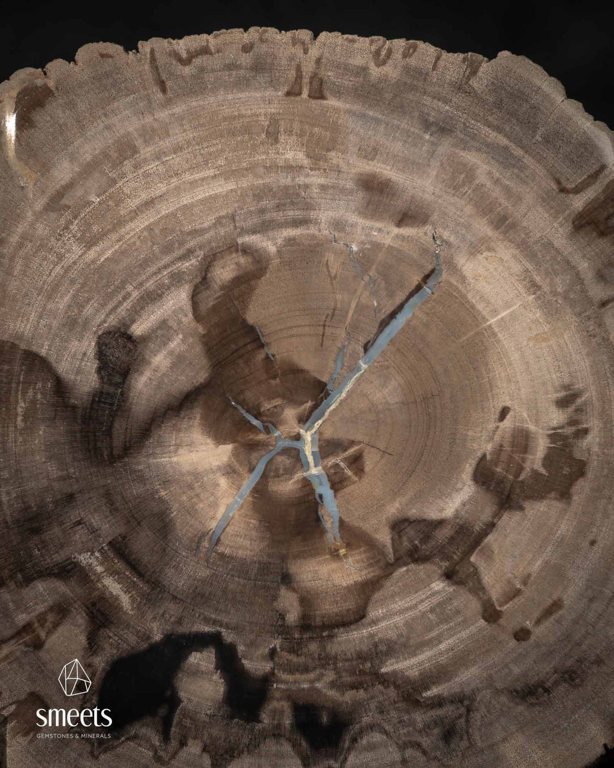 Thick Indonesian Petrified Wood Slice with Blue Chalcedony Vein and Raw Edges