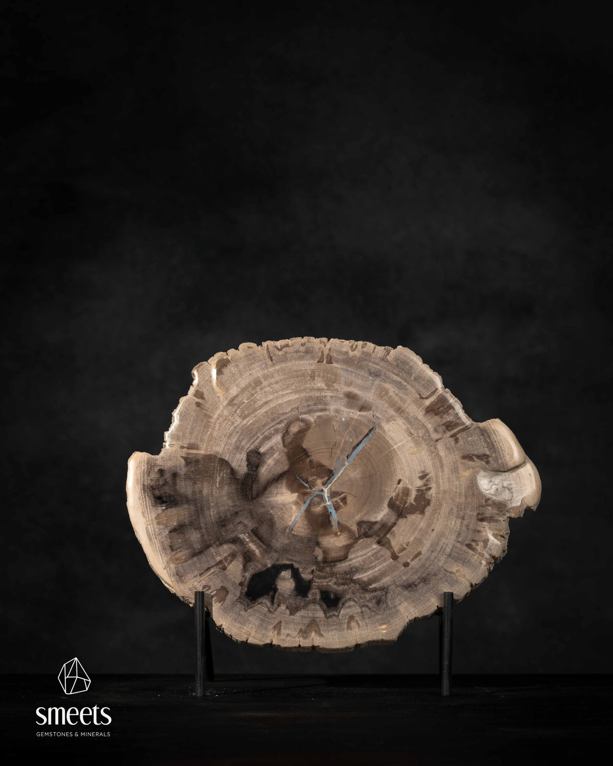 Thick Indonesian Petrified Wood Slice with Blue Chalcedony Vein and Raw Edges