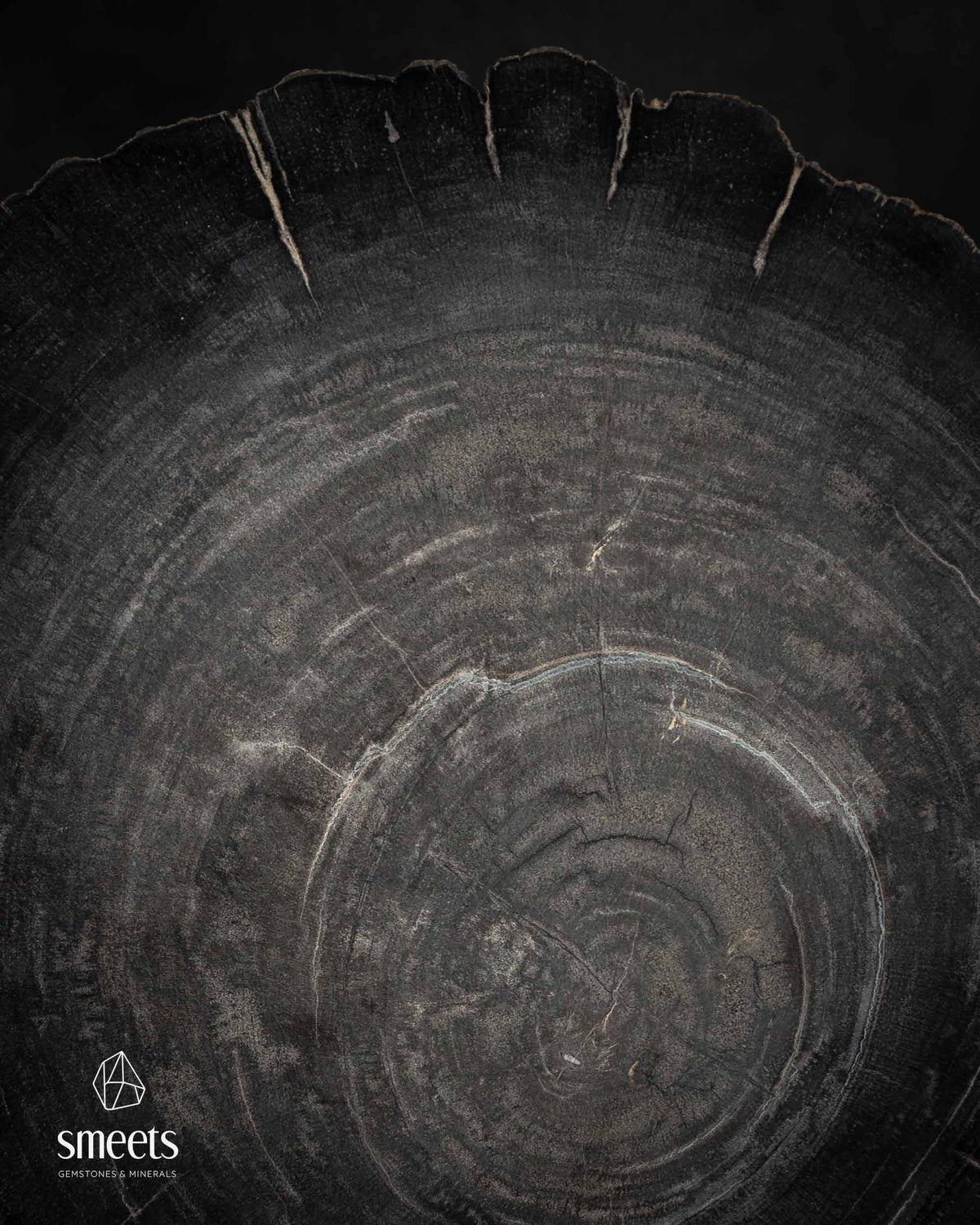 Monochrome Indonesian Petrified Wood Slice with Natural Growth Rings on Stand