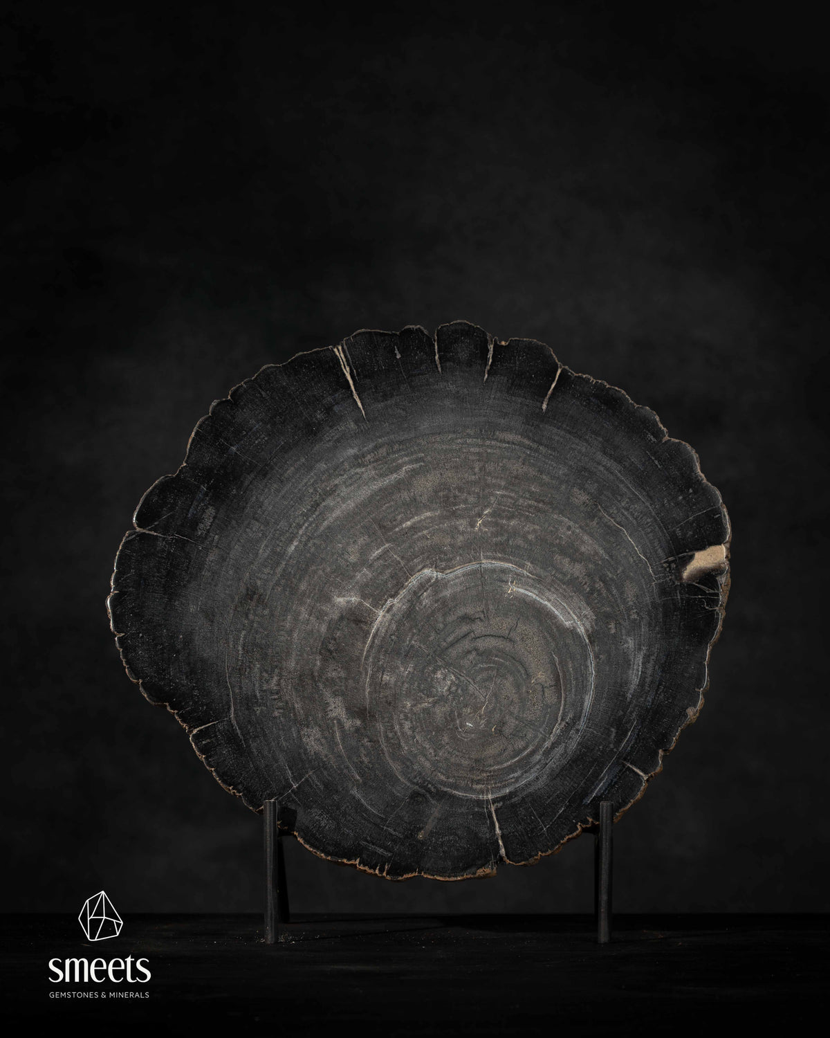 Monochrome Indonesian Petrified Wood Slice with Natural Growth Rings on Stand