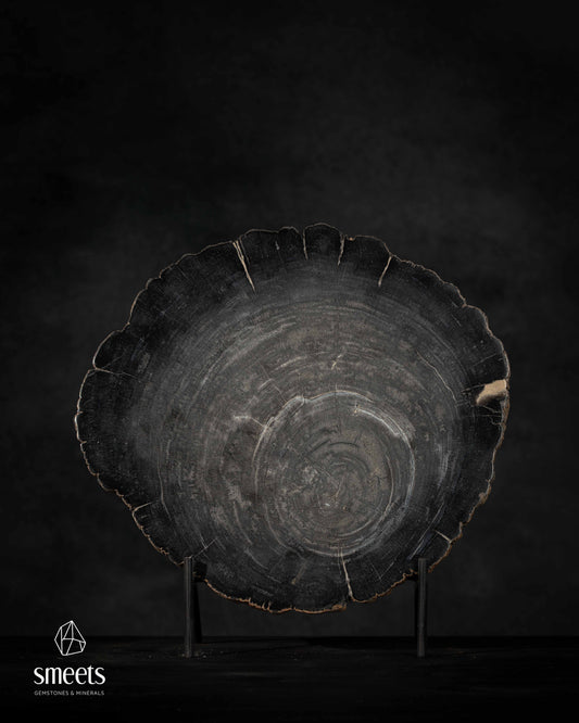 Monochrome Indonesian Petrified Wood Slice with Natural Growth Rings on Stand