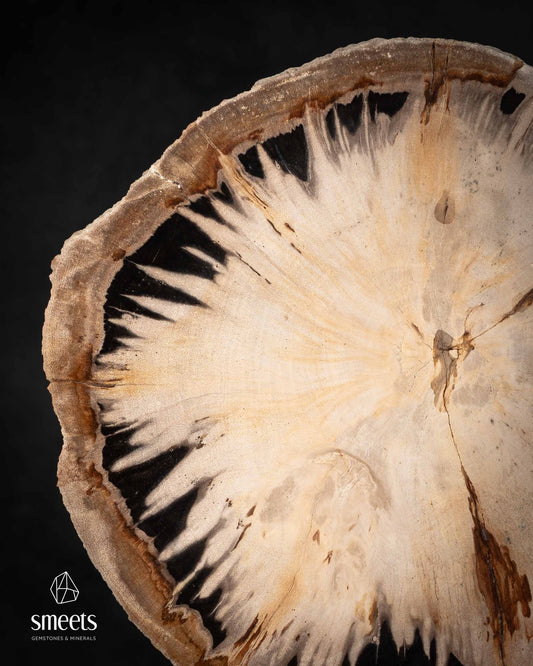 Indonesian Petrified Wood Slice with Natural Black Pattern on Stand