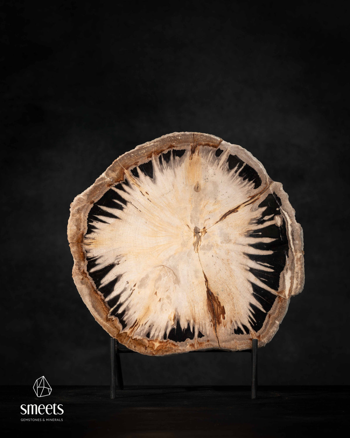 Indonesian Petrified Wood Slice with Natural Black Pattern on Stand