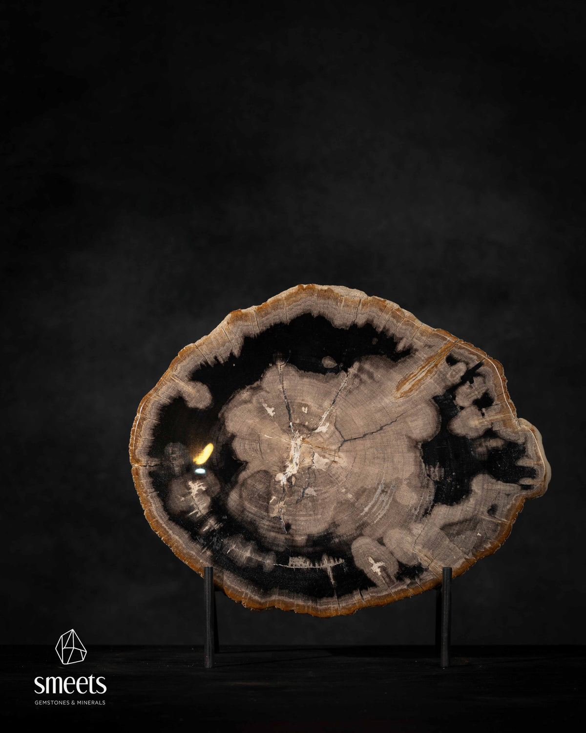 Indonesian Petrified Wood Slice with Dramatic Black Pattern and Raw Edge