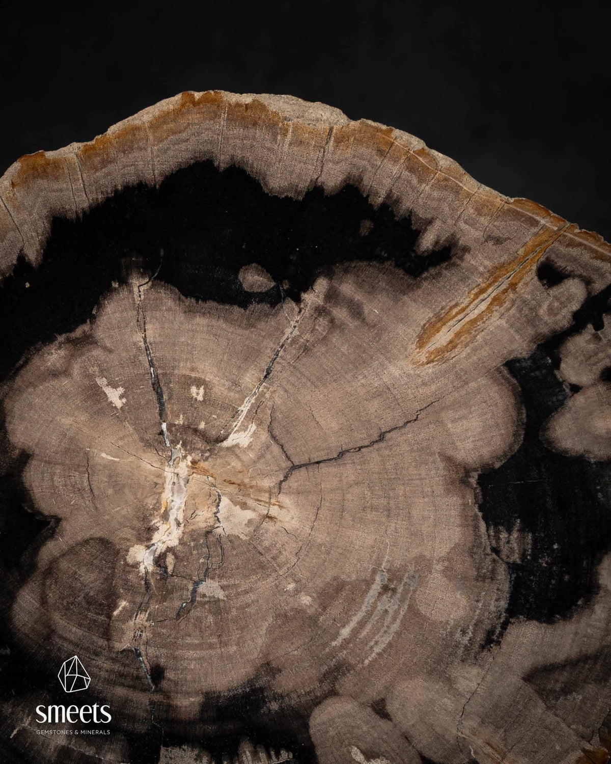 Indonesian Petrified Wood Slice with Dramatic Black Pattern and Raw Edge