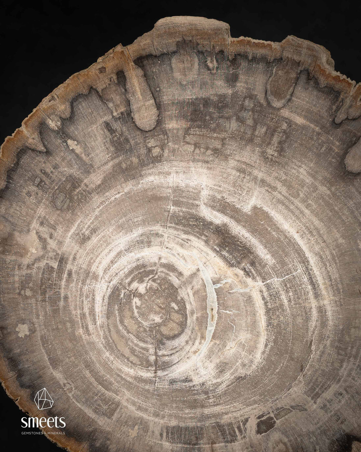 Indonesian Petrified Wood Slice with Beautiful Growth Rings and Raw Edge