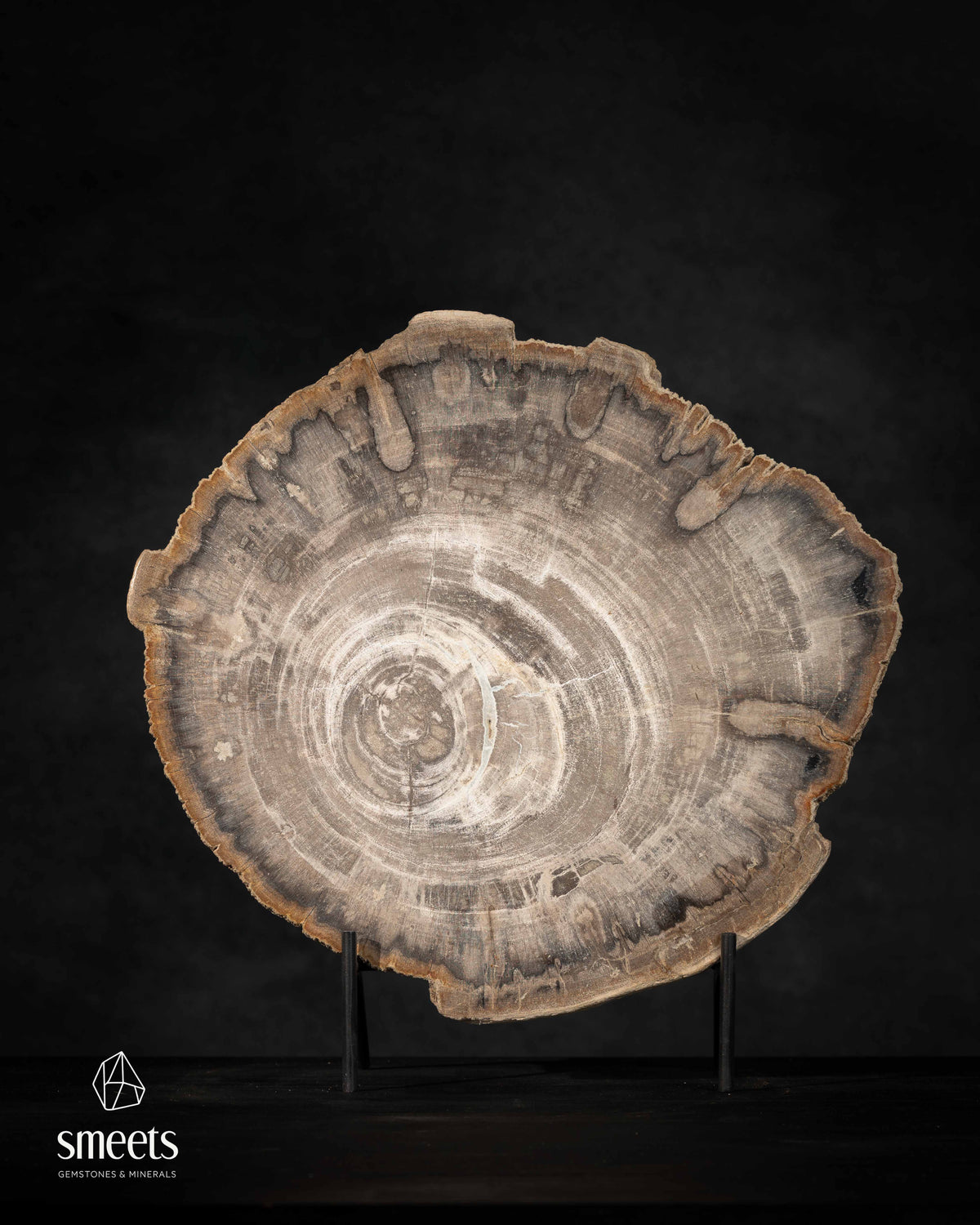 Indonesian Petrified Wood Slice with Beautiful Growth Rings and Raw Edge