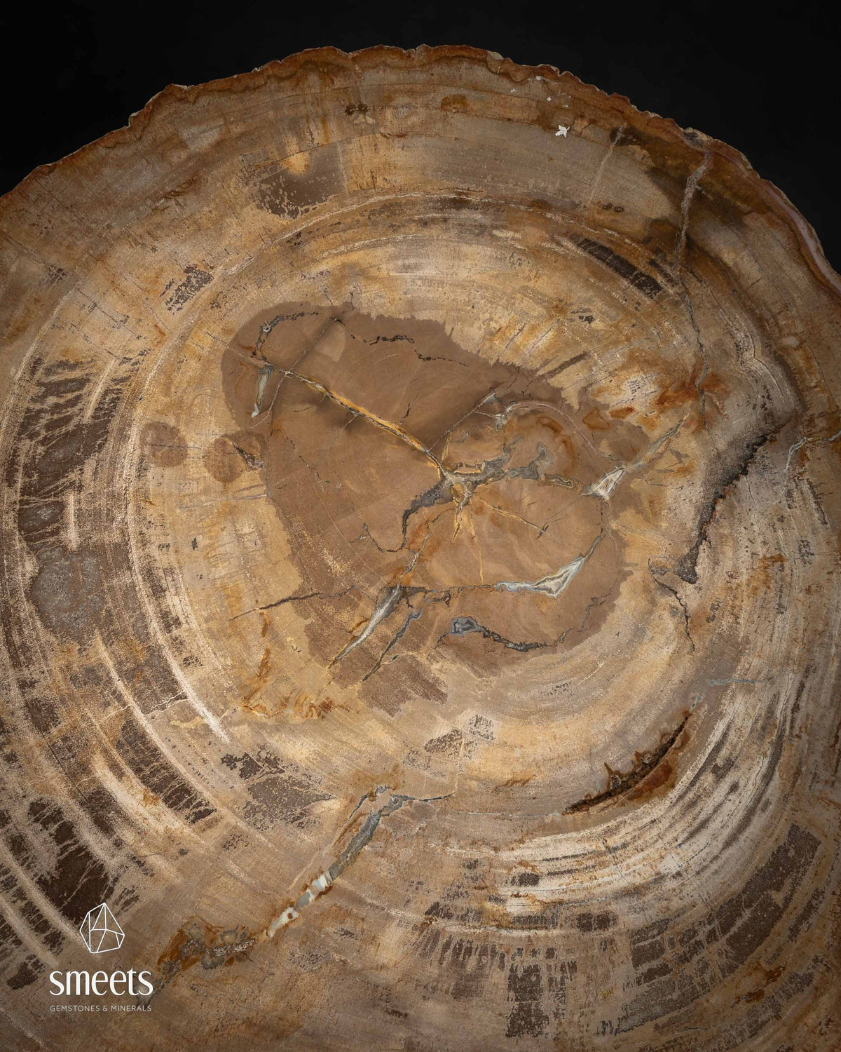 Golden-Brown Indonesian Petrified Wood Slice with Chalcedony Veins and Raw Edge