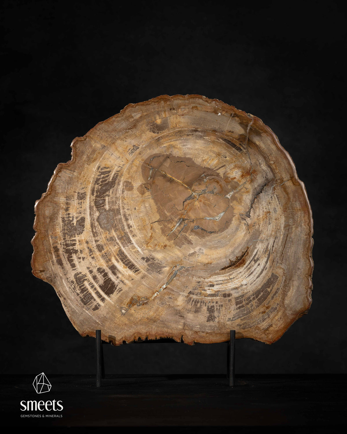 Golden-Brown Indonesian Petrified Wood Slice with Chalcedony Veins and Raw Edge